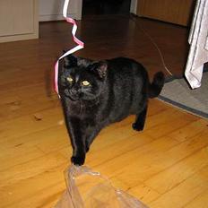 Huskat Buddy (DØD RIP)