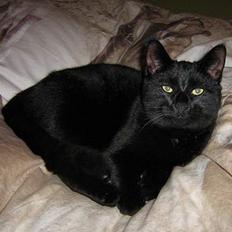 Huskat Buddy (DØD RIP)