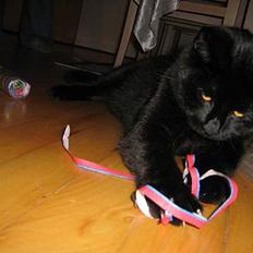 Huskat Buddy (DØD RIP)