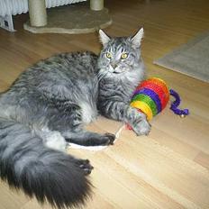 Maine Coon Frede
