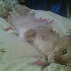 Blanding af racer Balou