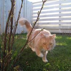 Blanding af racer Balou