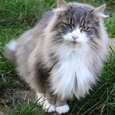 Norsk Skovkat Chloé