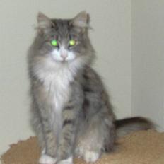 Norsk Skovkat Chloé