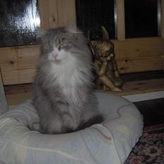 Norsk Skovkat Chloé