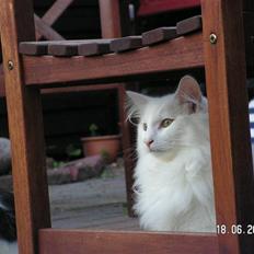 Norsk Skovkat Charla cats Toulouse,Ozzy