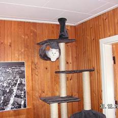 Norsk Skovkat Charla cats Toulouse,Ozzy