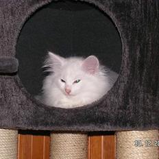 Norsk Skovkat Charla cats Toulouse,Ozzy