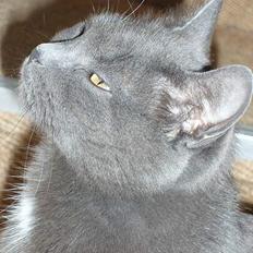 Blanding af racer Nimbus  