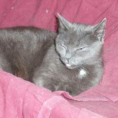 Blanding af racer Nimbus  