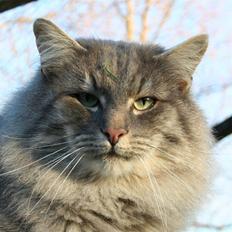 Norsk Skovkat Vivaldi