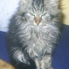 Blanding af racer Buske *7-9*