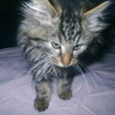 Blanding af racer Buske *7-9*