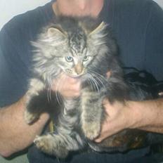 Blanding af racer Buske *7-9*