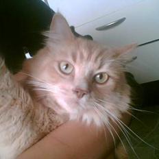 Maine Coon Tarzan DØD . 