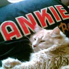 Maine Coon Tarzan DØD . 