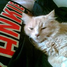 Maine Coon Tarzan DØD . 