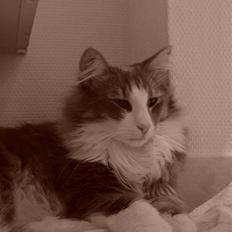 Norsk Skovkat DK Musti's Tjalfe