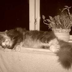 Norsk Skovkat DK Musti's Tjalfe