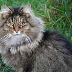 Norsk Skovkat Trille