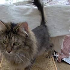 Norsk Skovkat Trille