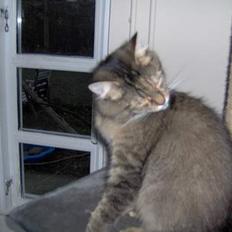 Norsk Skovkat Trille