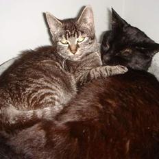 Blanding af racer Oliver