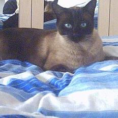 Siameser Ozzie Dimarli