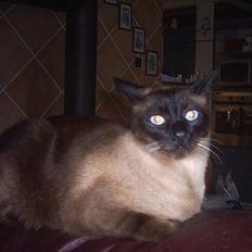 Siameser Ozzie Dimarli