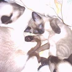 Siameser Ozzie Dimarli