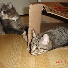 Blanding af racer Sprut