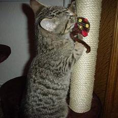 Blanding af racer Sprut