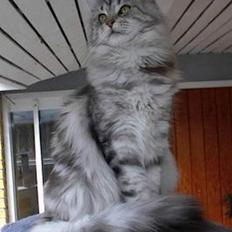 Maine Coon Super-star's Lara II