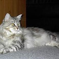 Maine Coon Super-star's Lara II
