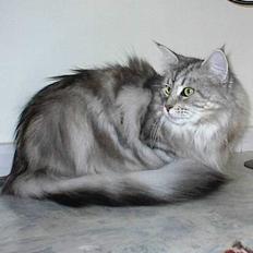 Maine Coon Super-star's Lara II