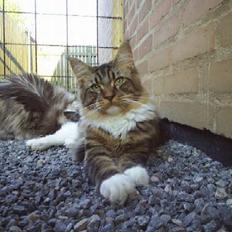 Maine Coon TB's Indian White Sox