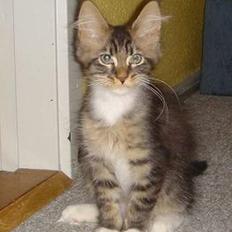 Maine Coon TB's Indian White Sox