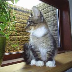 Maine Coon TB's Indian White Sox