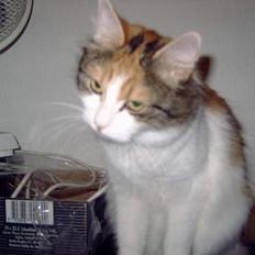 Blanding af racer Mille