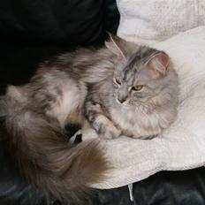 Maine Coon Nataja