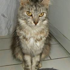 Maine Coon Nataja