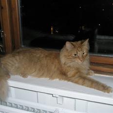 Norsk Skovkat Bacardi 