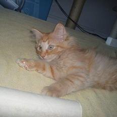 Norsk Skovkat Bacardi 