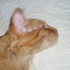 Norsk Skovkat Bacardi 