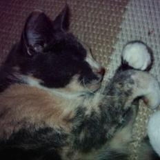 Huskat Lulle *Død*