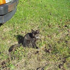 Blanding af racer PIXI