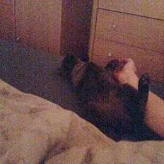 Huskat Bella-død13-5-07