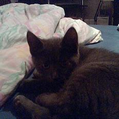 Huskat Bella-død13-5-07