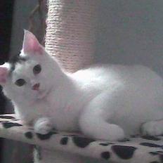 Huskat Simba(hos svigermor)