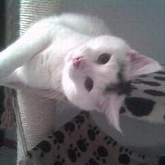 Huskat Simba(hos svigermor)